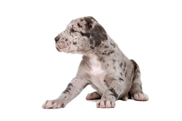 Azul merle grande cachorro dinamarquês — Fotografia de Stock