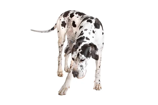 Great dane harlequin — Stock Photo, Image