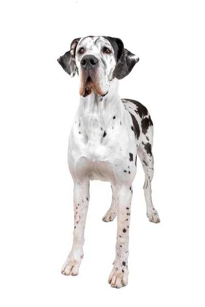 Great dane harlequin — Stock Photo, Image