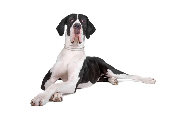 Black and white great dane dog — Stock Photo, Image