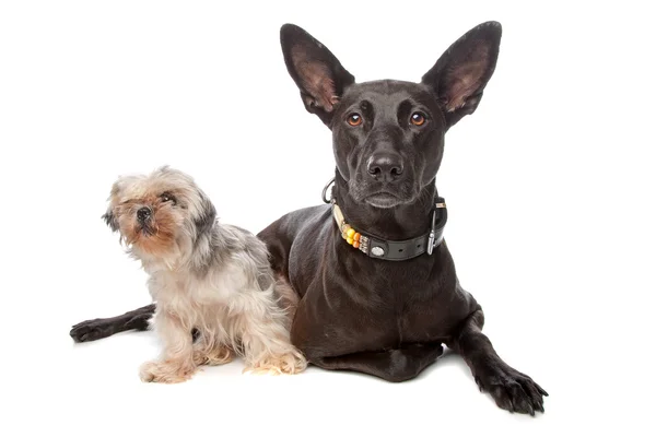 A small and a big dog — Stock Photo, Image