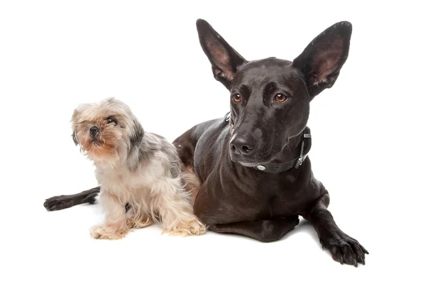 Um cão pequeno e grande — Fotografia de Stock