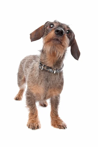 Dachshund — Stock Photo, Image