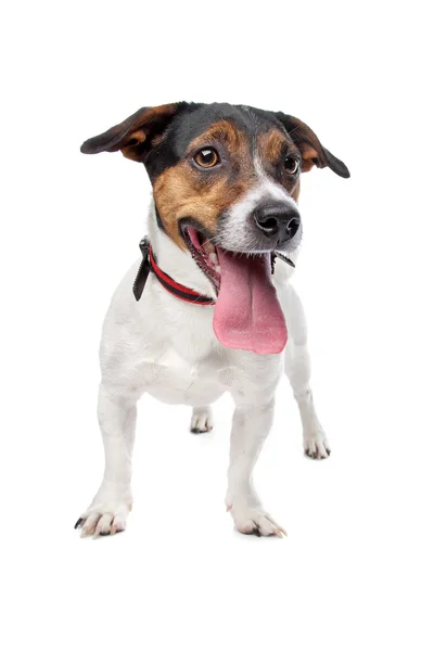 Jack Russell Terrier — Stockfoto