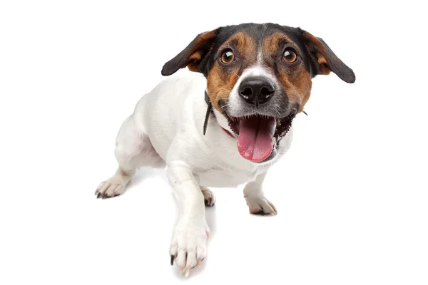 Jack russell terrier — Stock Photo, Image