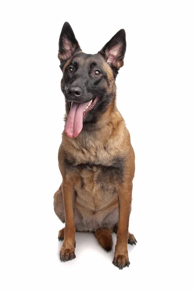 Belgischer Schäferhund (malinois)) — Stockfoto