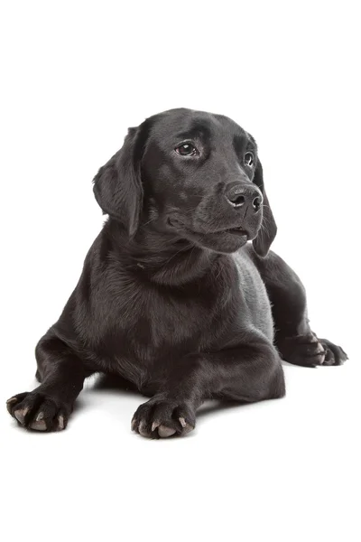 Svart labrador — Stockfoto