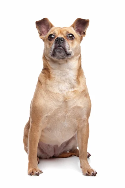 Raça mista cão pequeno — Fotografia de Stock