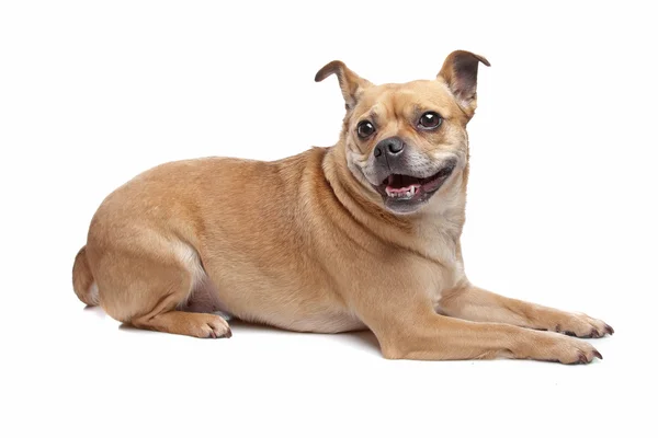 Perro pequeño de raza mixta —  Fotos de Stock