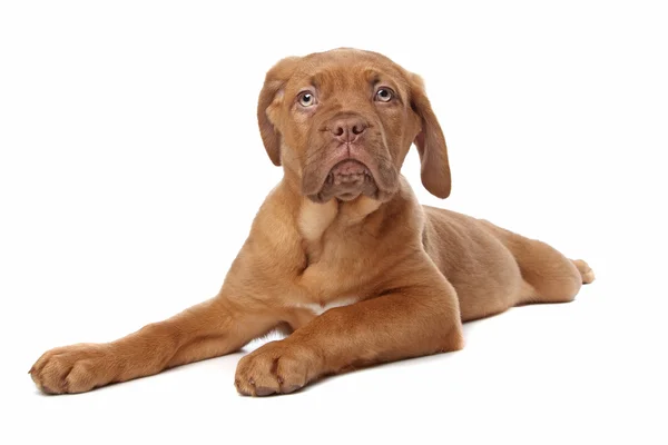 Dogue de Bordeaux, Bordeaux Mastiff or French Mastiff or Bordeauxdog puppy — Stock Photo, Image