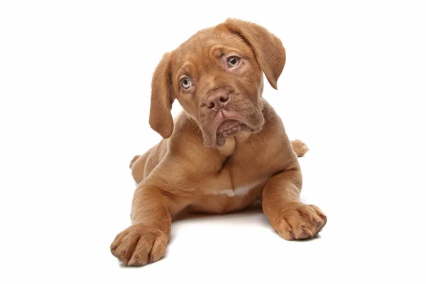 Dogue de bordeaux, bordeaux doga nebo francouzské doga nebo bordeauxdog štěně — Stock fotografie