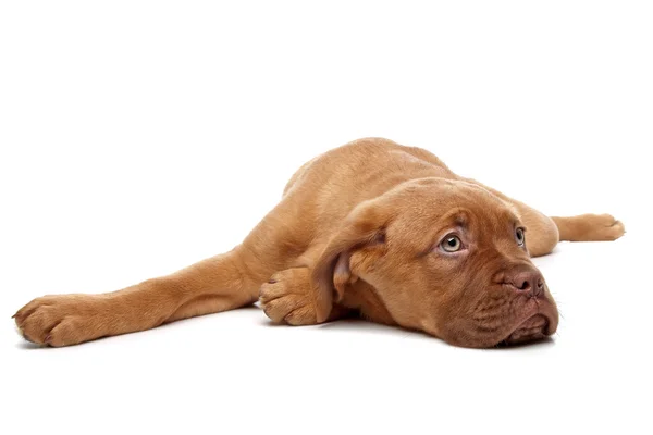 Bordeauxdog, bordeaux mastiff of Franse mastiff of bordeauxdog puppy — Stockfoto