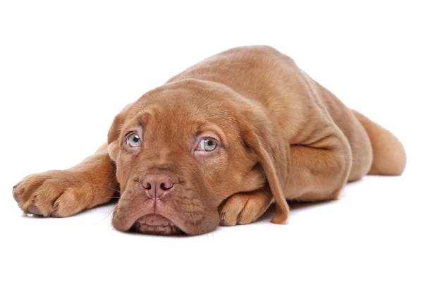 Dogue de bordeaux, bordeaux doga nebo francouzské doga nebo bordeauxdog štěně — Stock fotografie