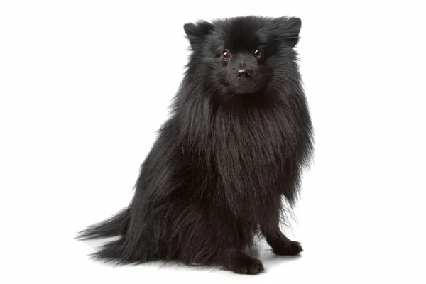 Unknown mixed breed longhaired small black dog — Stock Photo, Image