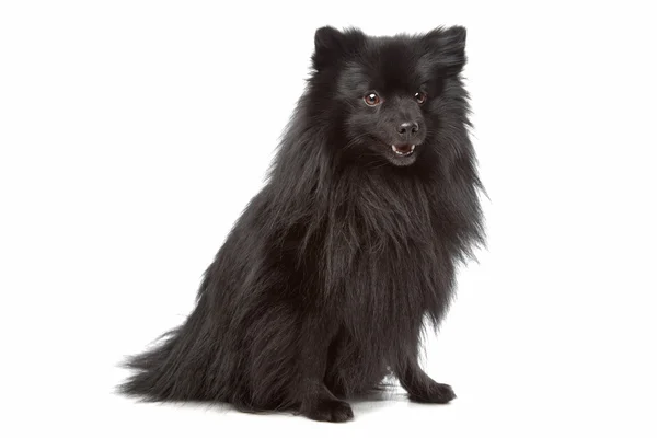 Unknown mixed breed longhaired small black dog — Stock Photo, Image