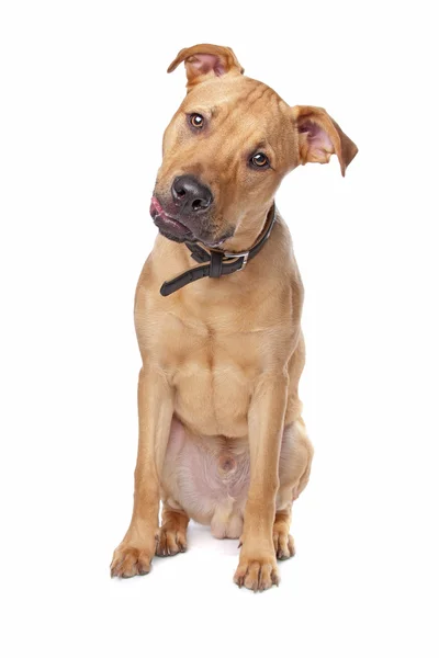 Razza mista stafford terrier cucciolo — Foto Stock