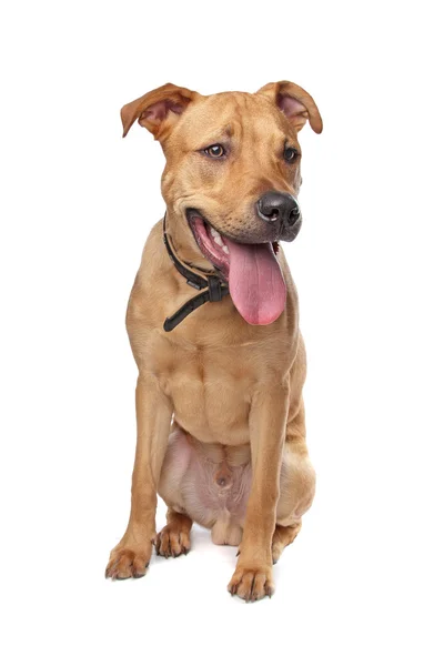 Cachorro de terrier de pessoal de raça mista — Fotografia de Stock