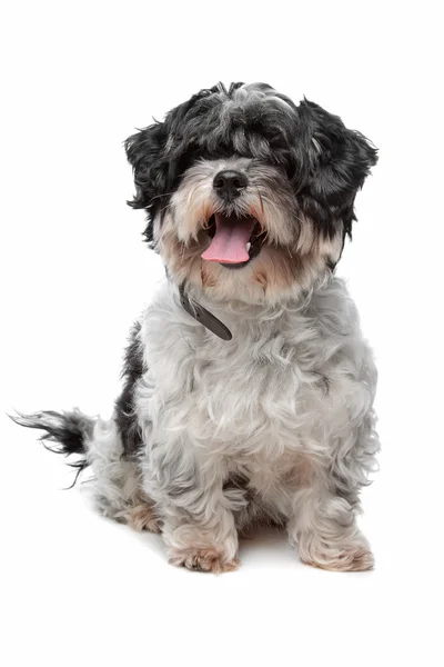 Malteserhund — Stockfoto