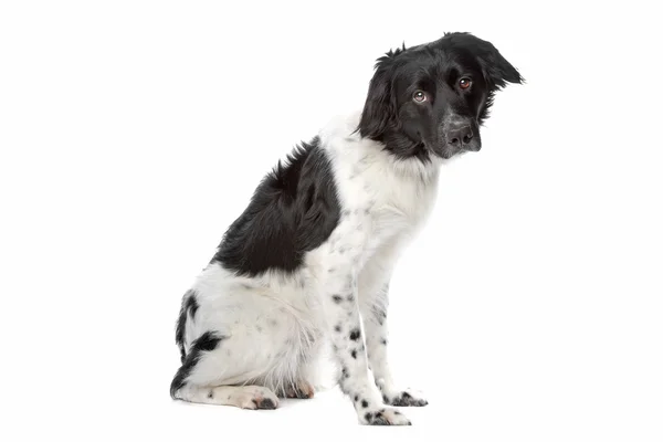 Stabyhoun or Frisian Pointing Dog — Stock Photo, Image