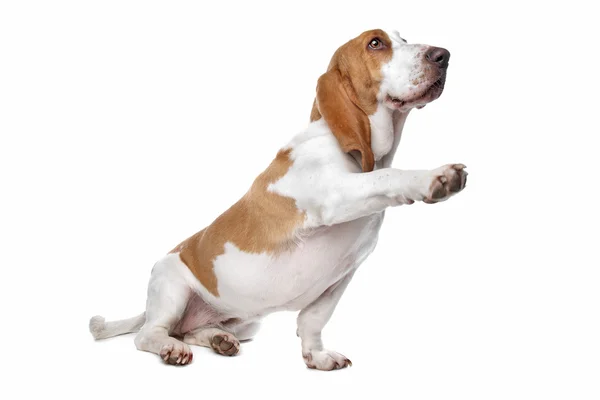 Basset hound dog — Stock Photo, Image