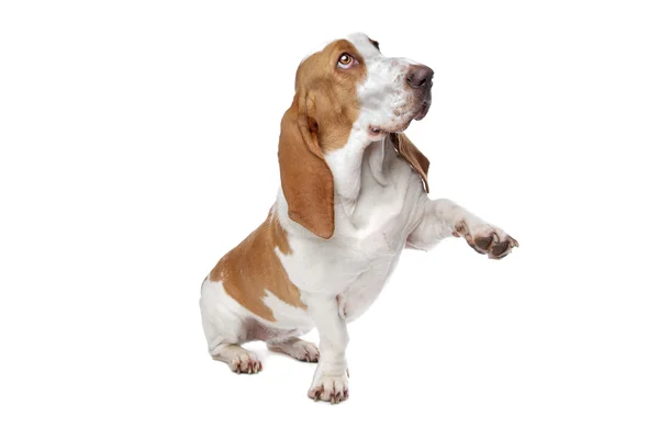 Basset hound dog — Stock Photo, Image