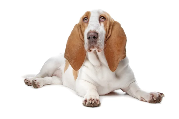 Basset-Hund — Stockfoto