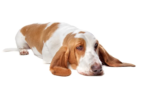 Pies Basset hound — Zdjęcie stockowe