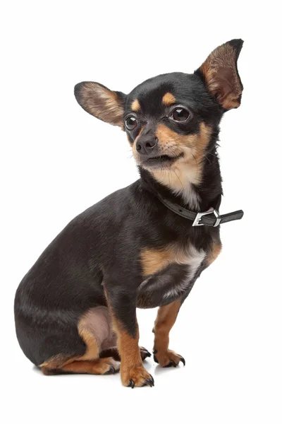 Chihuahua — Stockfoto