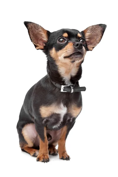 Chihuahua — Stock Photo, Image