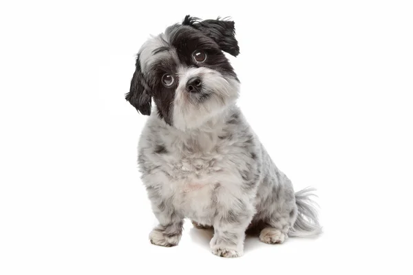 Maltese mix dog — Stock Photo, Image