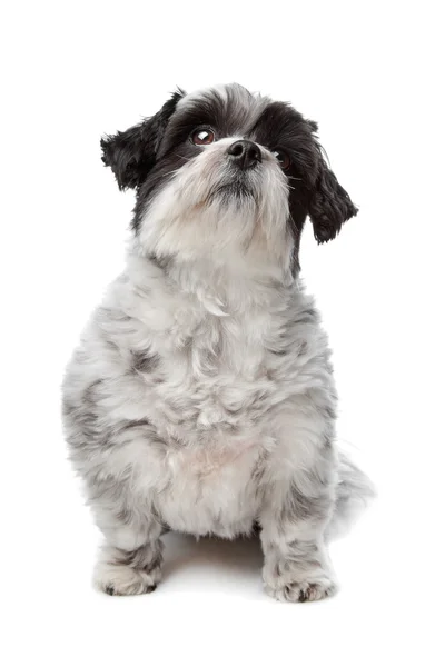 马耳他混合的狗 — 图库照片