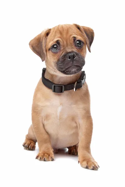 Cute mongrel dog puppy — Stock Photo, Image