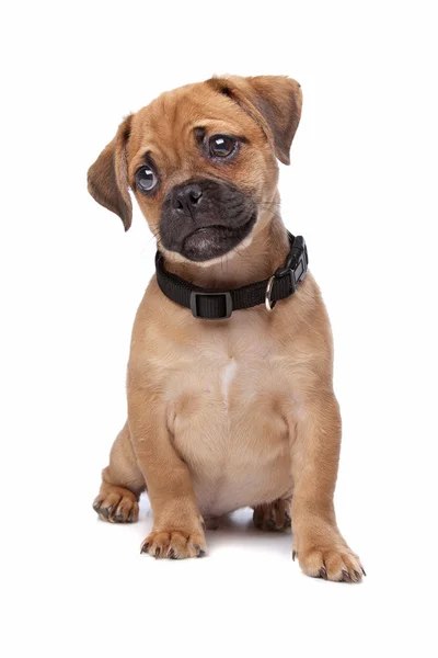 Leuke bastaard hond puppy — Stockfoto