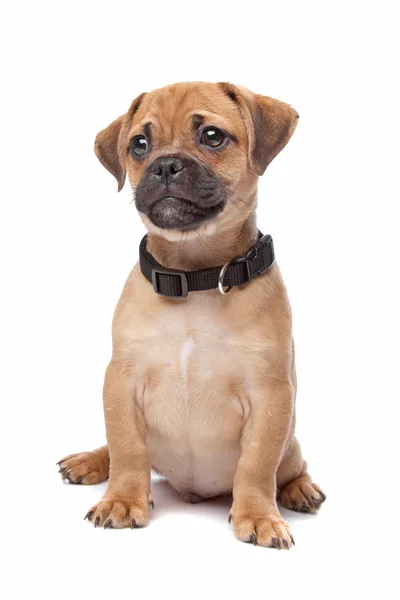 Cute mongrel dog puppy — Stock Photo, Image