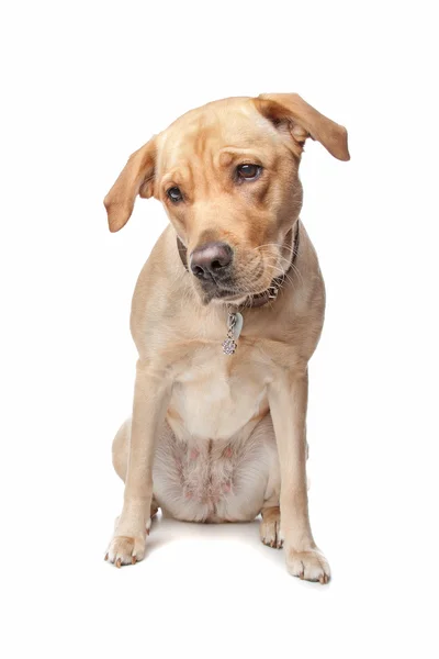Labrador retrívr — Stock fotografie
