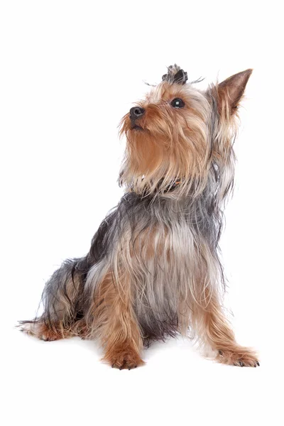 Yorkshire terrier — Zdjęcie stockowe