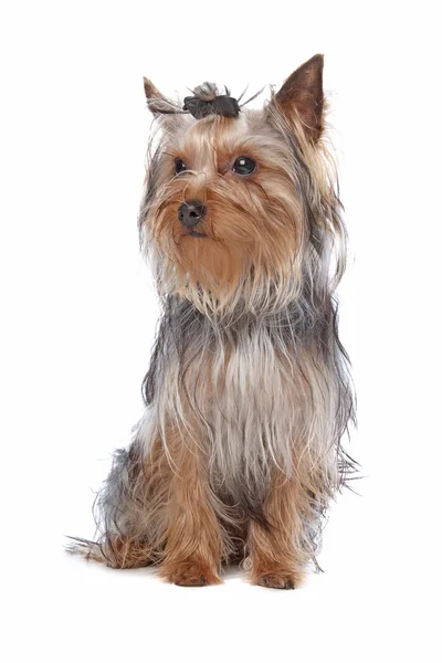 Yorkshire Terrier — Stock Photo, Image