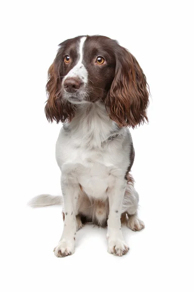 Inglês Springer Spaniel — Fotografia de Stock