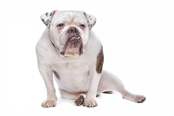 Englische Bulldogge oder britische Bulldogge — Stockfoto