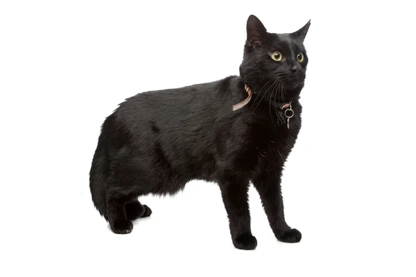 Black cat — Stock Photo, Image