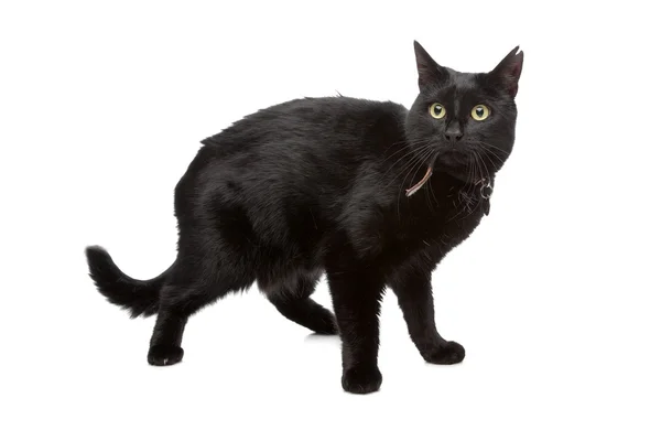 Schwarze Katze — Stockfoto