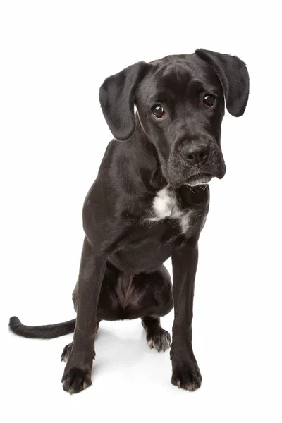 Cão misto, boxeador, cachorrinho Labrador — Fotografia de Stock