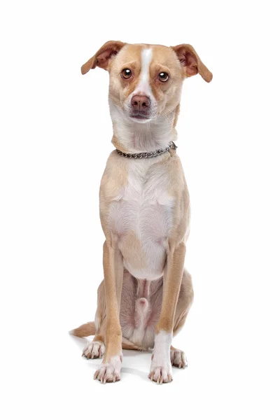 Mixed breed dog , half Whippet — Stock Photo, Image