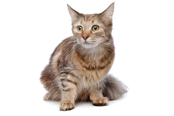 Európai rövid hajú macska — Stock Fotó