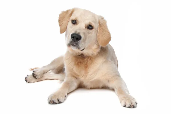 Retriever Labrador dog — Stock Photo, Image