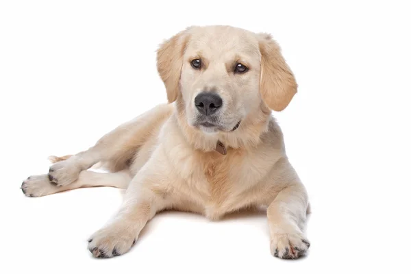 Retriever labrador hund — Stockfoto