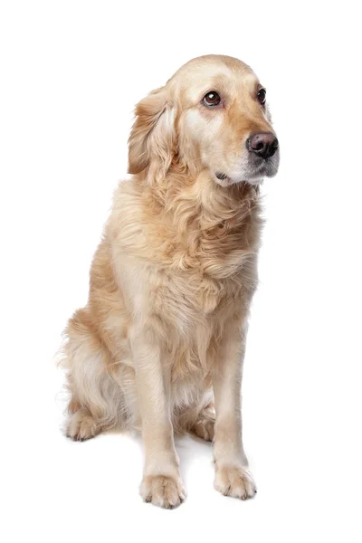 Retriever Labrador Hund in einem gelben elfenbeinfarbenen Farbton im Atelier — Stockfoto