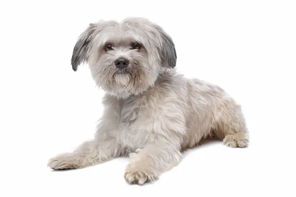 Cane mix maltese — Foto Stock