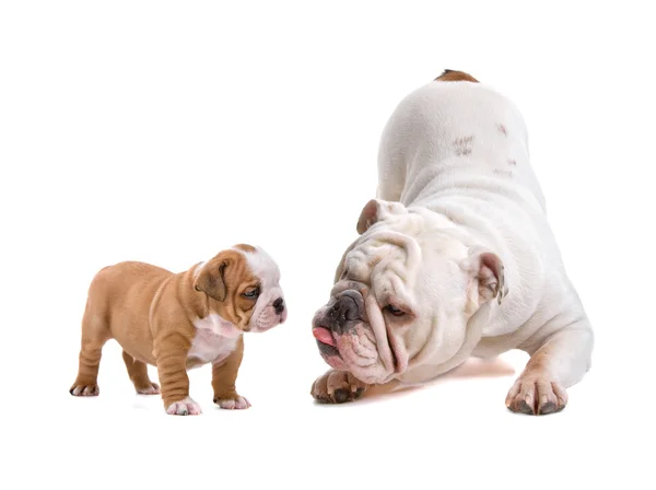 Bulldog inglese e un cucciolo — Foto Stock