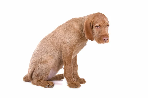 Wirehaired Vizsla (Hungarian Wirehaired Vizsla) puppy — Stock Photo, Image